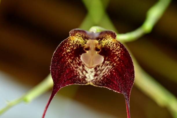 istock Diversity of Orchid Flowers 1051960954
