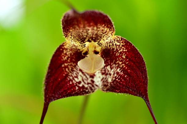 istock Diversity of Orchid Flowers 1051963166