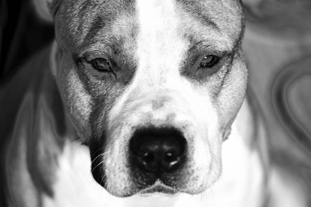 istock beautiful american pit bull terrier black and white photography 1051972520