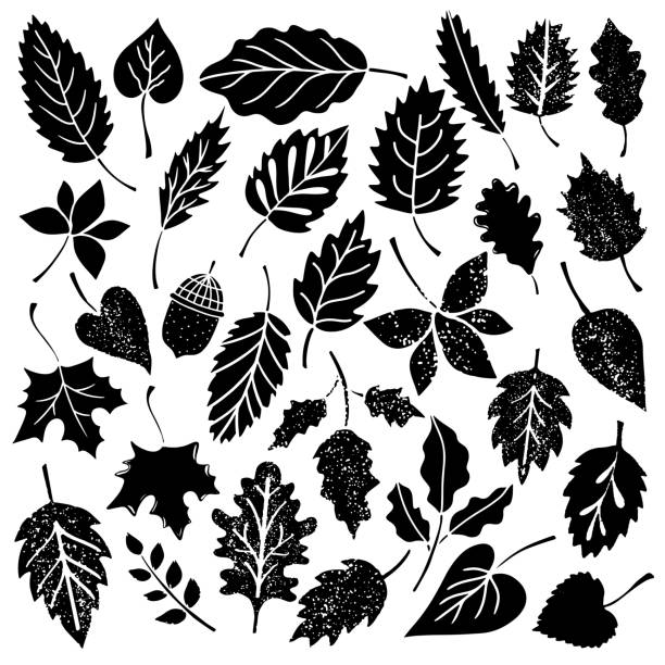 ilustrações, clipart, desenhos animados e ícones de folhas, bolota - fern leaf isolated flat