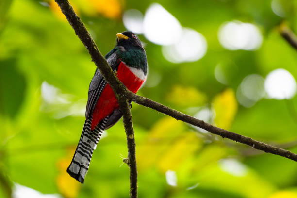 Collared Trogon A Collared Trogon perches on a single branch in the rainforest. trogon stock pictures, royalty-free photos & images