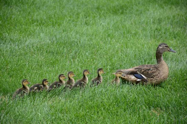istock Hen Mallard With Brood Of Ducklings 1052004094