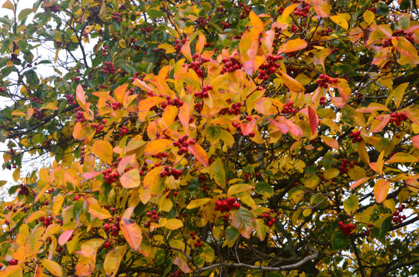 istock Autumn Colors Outdoor 1052004566