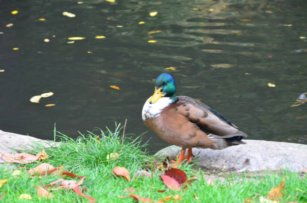 istock Autumn Colors Outdoor 1052004712