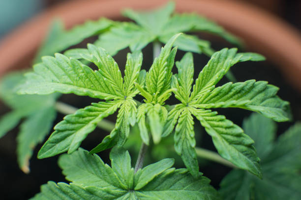 istock cannabis sprout in macro view. Amateur marijuana cultivation for personal use and therapy THC CBD elements 1052004866