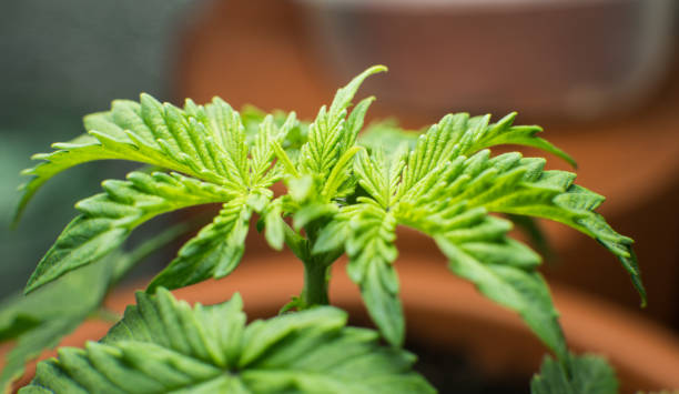 istock cannabis sprout in macro view. Amateur marijuana cultivation for personal use and therapy THC CBD elements 1052004914