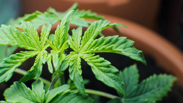 istock cannabis sprout in macro view. Amateur marijuana cultivation for personal use and therapy THC CBD elements 1052004956