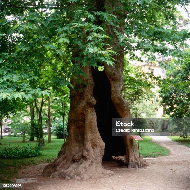 Botanical Garden Of Padua Stock Photo - Download Image Now - Botanical Garden, Botany, Formal Garden