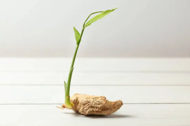 Dry ginger (Zingiber officinale) root with green sprout, on white boards and background.