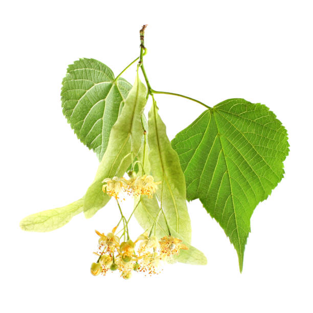 Linden (Tilia cordata) leaves and flowers, isolated on white Linden (Tilia cordata) leaves and flowers, isolated on white tilia cordata stock pictures, royalty-free photos & images