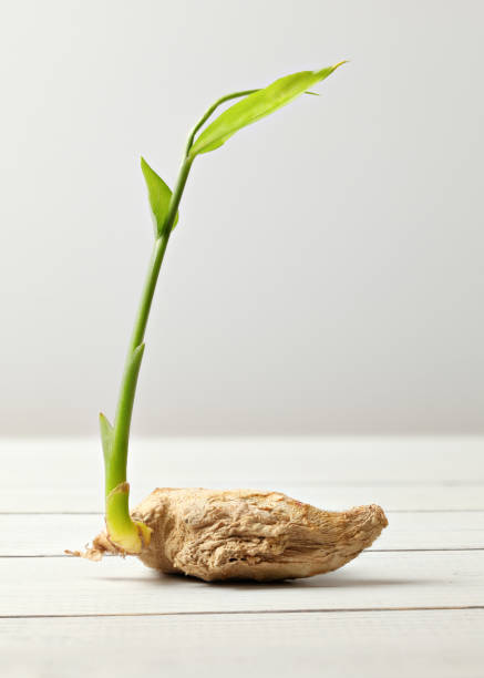 istock Dried ginger (Zingiber officinale) root with green sprout, on white boards and background. 1052006260