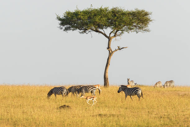 зебры и газели на дереве на саванне - 32557 стоковые фото и изображения