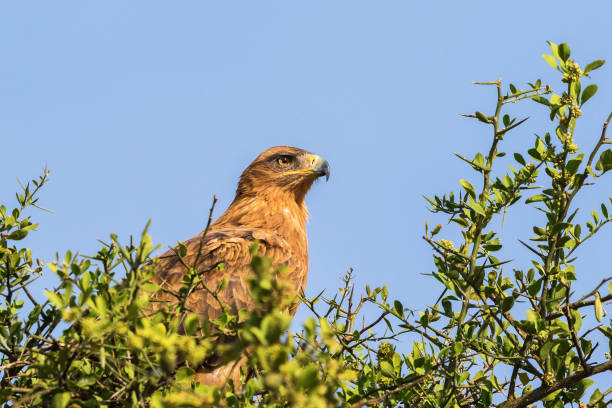 istock Close-up of Tawny eagle sitting and looking a tree 1052007172
