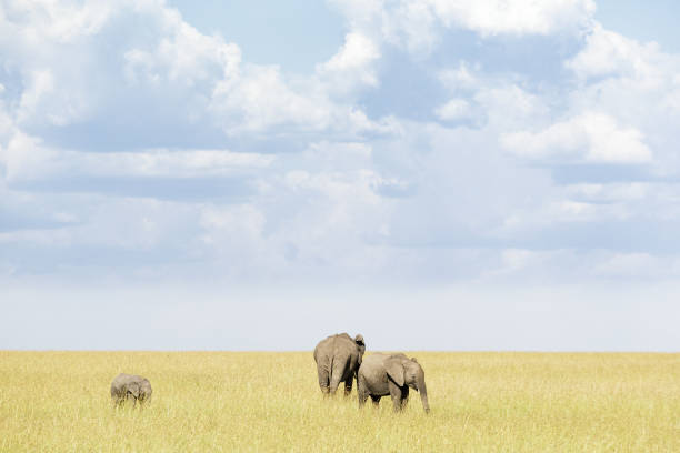 istock Elephant grazing in the savannah with a calf 1052007298