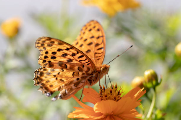Mary gold and butterfly (high brown fritillary), Funabashi-city, Chiba prefecture, Japan stock photo