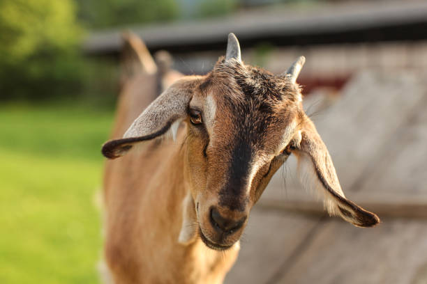 istock Young brown goat kid looking into camera, detail on head. 1052008610