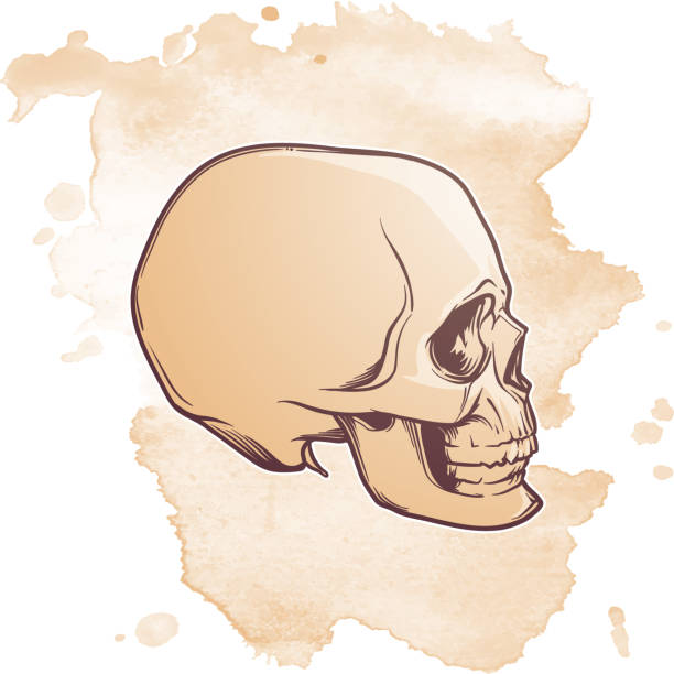 Human Skull hand drawing. Side angle. Linear drawing painted in 3 shades, isolated on grunge textured background Human Skull hand drawing. Side angle. Linear drawing painted in 3 shades, isolated on grunge textured background. EPS10 vector illustration cartoon of painted skull faces stock illustrations