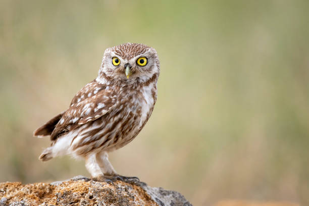istock Little owl (Athene noctua) sitting on a stone and looks forward 1052009036