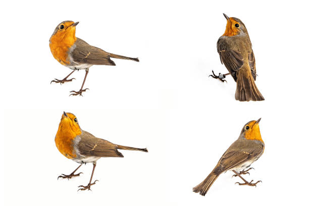 istock Collage of European robin (Erithacus rubecula) isolated on a white background 1052009154