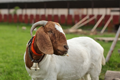 photo of a white baby goat