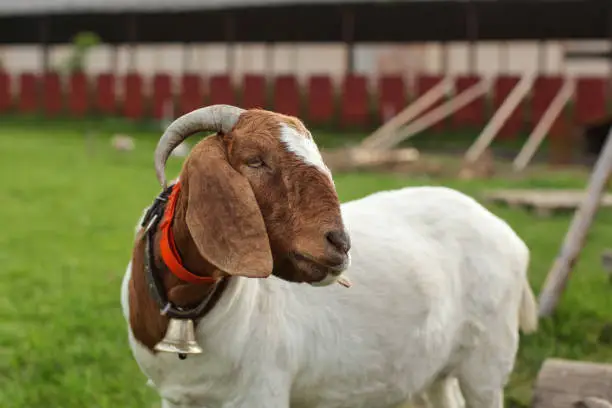 Anglo Nubian / Boer goat, looking to side, farm structure in background.