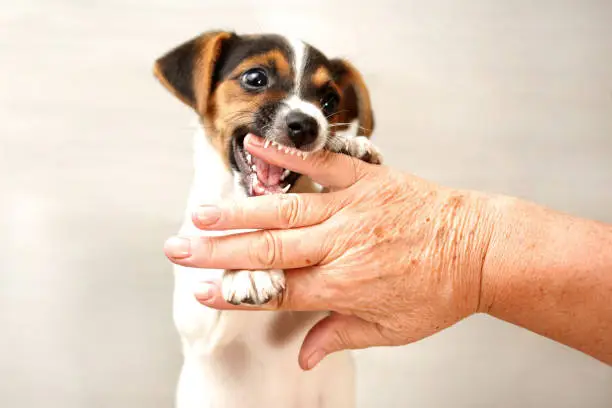 Two months old Jack Russell terrier puppy biting hand of old lady who tires to play with her.
