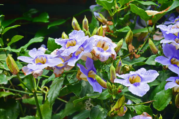 istock Beautiful lilac flowers 1052040206
