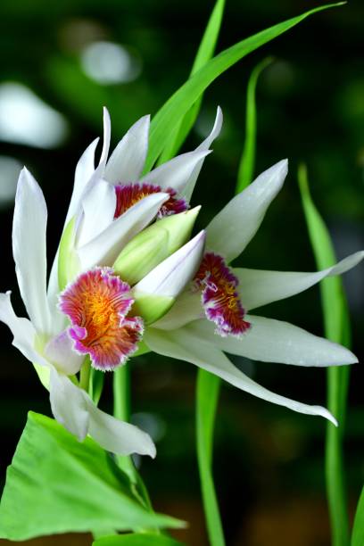 istock Diversity of Orchid Flowers 1052041088