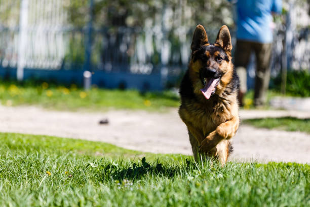 istock Adorable german shepherd dog outdoors in summer 1052048268