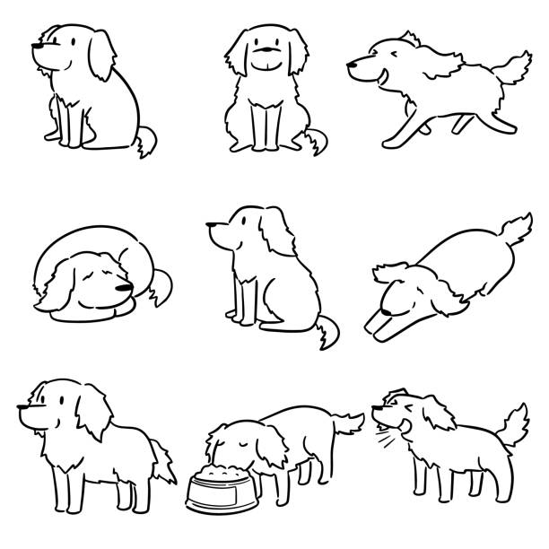 ilustrações de stock, clip art, desenhos animados e ícones de dog, golden retriever - fur type