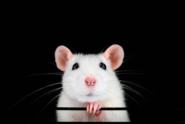 Cute white pet rat portrait with black background. Front on symmetrical view of face with paw under chin. Rattus norvegicus domestica.