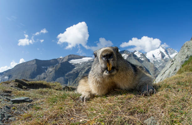 Alpine marmot (Marmot marmot) Alpine marmot (Marmota marmot) alpine marmot (marmota marmota) stock pictures, royalty-free photos & images
