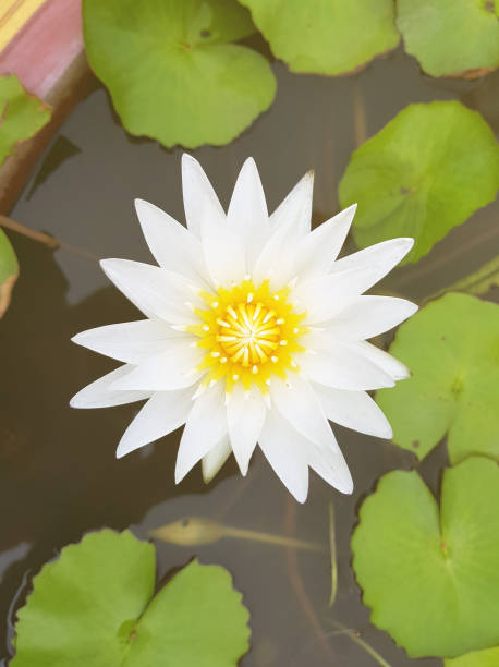 Lotus flower,Water lily,Blossoming lily flower with green leaves on water surface, For thousands of years the lotus flower has been admired as a sacred symbol. Lotus flower,Water lily,Blossoming lily flower with green leaves on water surface, For thousands of years the lotus flower has been admired as a sacred symbol. admired stock pictures, royalty-free photos & images