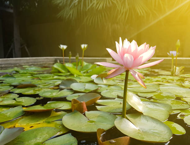 Lotus flower,Water lily,Blossoming lily flower with green leaves on water surface, For thousands of years the lotus flower has been admired as a sacred symbol. Lotus flower,Water lily,Blossoming lily flower with green leaves on water surface, For thousands of years the lotus flower has been admired as a sacred symbol. admired stock pictures, royalty-free photos & images