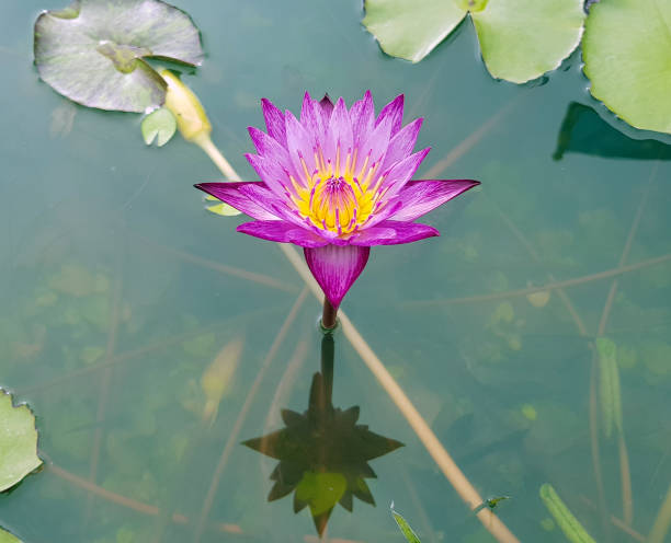 Lotus flower,Water lily,Blossoming lily flower with green leaves on water surface, For thousands of years the lotus flower has been admired as a sacred symbol. Lotus flower,Water lily,Blossoming lily flower with green leaves on water surface, For thousands of years the lotus flower has been admired as a sacred symbol. admired stock pictures, royalty-free photos & images