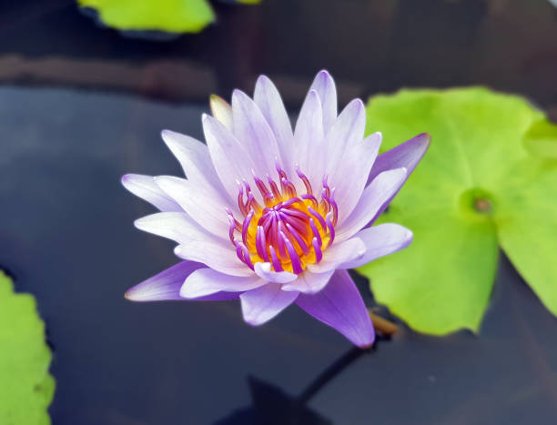 Lotus flower,Water lily,Blossoming lily flower with green leaves on water surface, For thousands of years the lotus flower has been admired as a sacred symbol. Lotus flower,Water lily,Blossoming lily flower with green leaves on water surface, For thousands of years the lotus flower has been admired as a sacred symbol. admired stock pictures, royalty-free photos & images