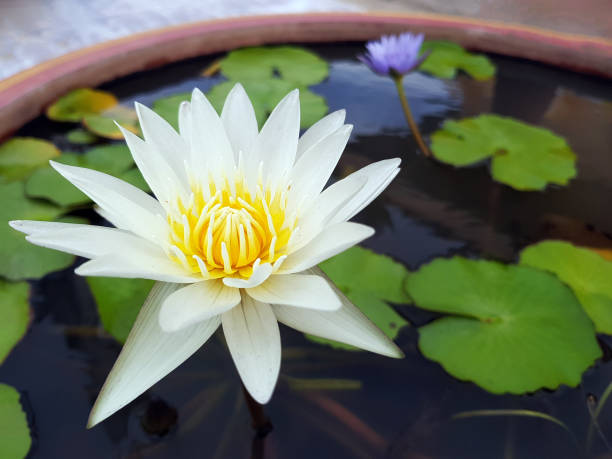 Lotus flower,Water lily,Blossoming lily flower with green leaves on water surface, For thousands of years the lotus flower has been admired as a sacred symbol. Lotus flower,Water lily,Blossoming lily flower with green leaves on water surface, For thousands of years the lotus flower has been admired as a sacred symbol. admired stock pictures, royalty-free photos & images