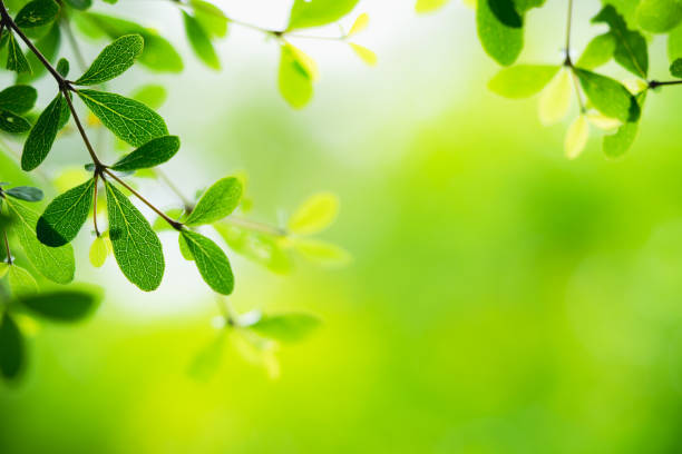 istock Closeup nature view of green leaf 1052085338