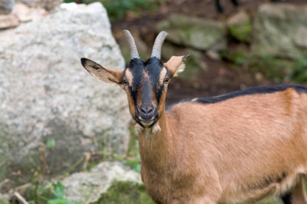 istock Pretty little mountain goat 1052087110