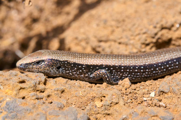 istock lisa dorada (Chalcides viridanus) - Tenerife's Fauna 1052090866