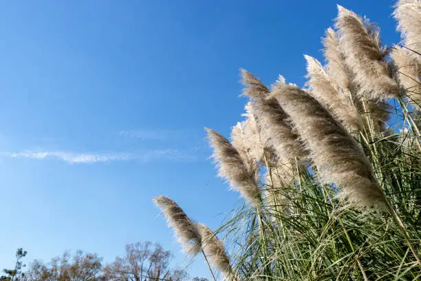 Pampasgrass and autumn sky, Funabashi-city, Chiba prefecture, Japan