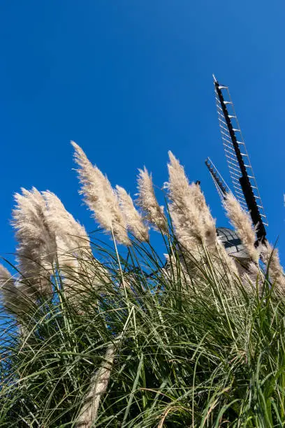 Pampasgrass and autumn sky, Funabashi-city, Chiba prefecture, Japan