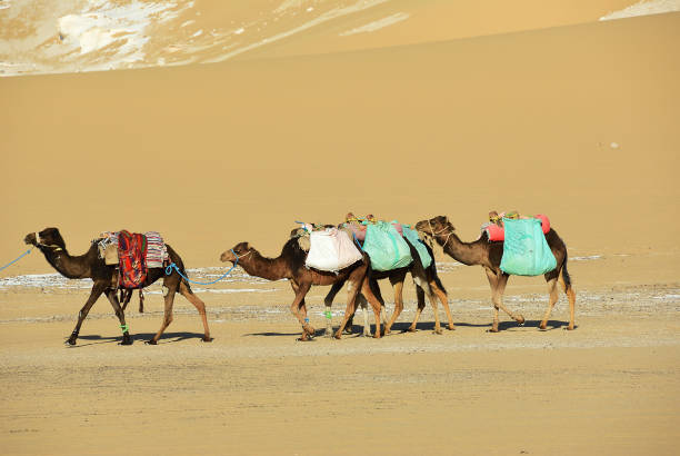 istock Camels in Sahara desert. Egypt 1052103892