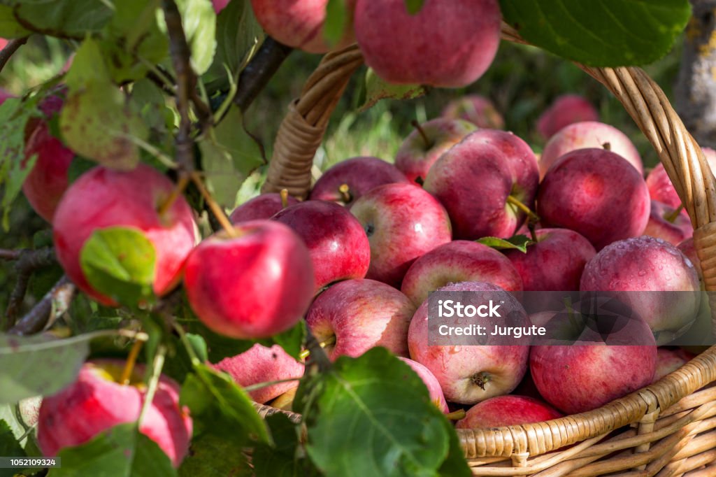 Harvest of the apples in the basket in early morning in the garden Harvest of the apples in the basket in early morning in the garden, agriculture and food concept Abundance Stock Photo