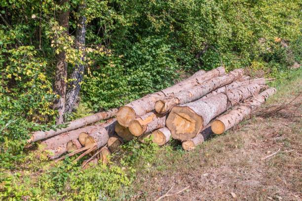 istock Stacked logs without branches in the Bavarian Forest, Germany 1052113020