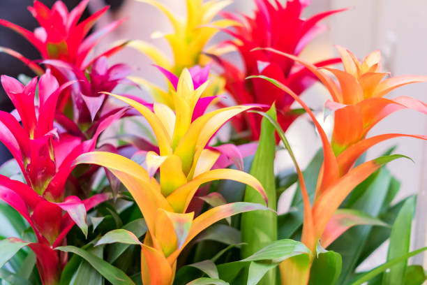 istock colorful blooming bromeliad flowers indoors, soft focus 1052119402