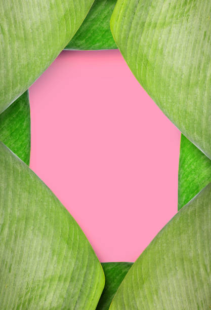 istock Green palm leaves colorful mockup on pink background 1052134772