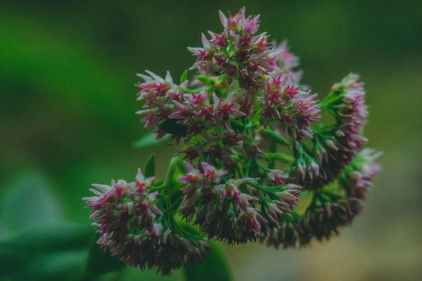 hylotelephium in the garden pink flowers useful plant