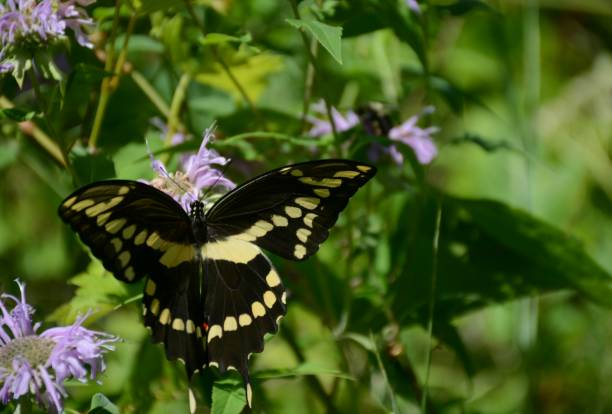 istock Giant Swallowtail Butterfly On Purple Blossom 1052141814