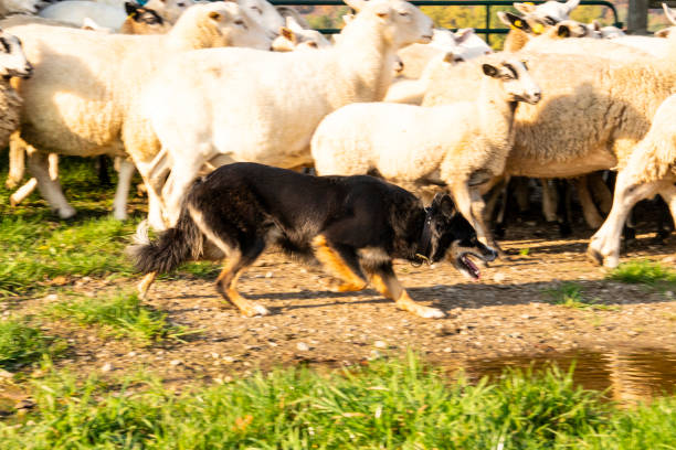 istock A trained sheepdog herding a flock of sheep 1052141870